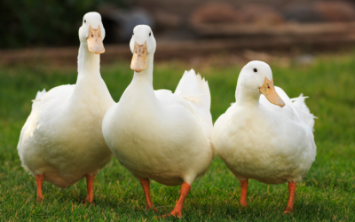PUTTING THE DUCKS IN A ROW – GETTING READY TO REMORTGAGE.